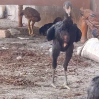 مرغ لاری .جوجه لاری .لاری .جوجه .خروس لاری|حیوانات مزرعه|قزوین, |دیوار