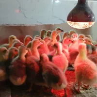 فروش جوجه غاز و قوغاز