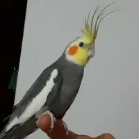 جفت عروس هلندی مولد با جوجه