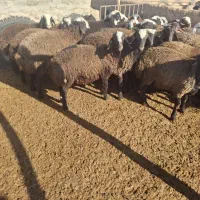 بره نر|حیوانات مزرعه|شراء, |دیوار