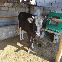 دو راس گوساله ماده داشتی