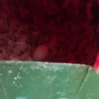 فنچ|پرنده|تربت جام, معدآباد|دیوار