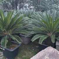 فروش نخل سیکاس