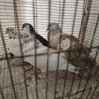 ۵ عدد کبوتر نر وماده