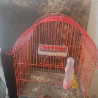 عروس هلندی مولد با قفس و تخم|پرنده|سراب, |دیوار