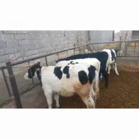 ۶راس‌گوساله‌درجه‌یک‌۱۲۰کیلوب‌بالا