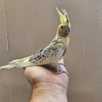 عروس هلندی جوجه ۳ ماهه|پرنده|تهران, شهرک گلها (تهرانسر)|دیوار