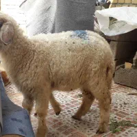 بره|حیوانات مزرعه|خرمشهر, |دیوار