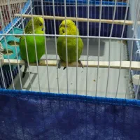 یک جفت مرغ عشق  و دوجفت عروس هلندی