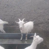 بزعاله سانن آبستن اصل|حیوانات مزرعه|مشهد, باغ فراگرد|دیوار