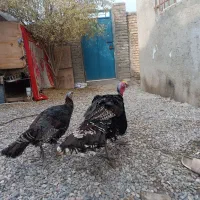 آگهی رو کامل بخونین|حیوانات مزرعه|گنبد کاووس, |دیوار