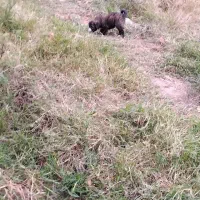 واگذاری سگ نر|سگ|توتکابن, |دیوار