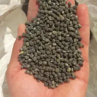 بذر بامیه محلی|گل و گیاه طبیعی|شادگان, |دیوار