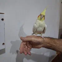 عروس هلندی|پرنده|رشت, پاره بیجار|دیوار