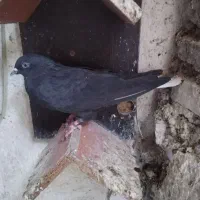 11 کفتر|پرنده|کرج, حصار|دیوار