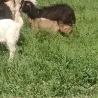 بز بزغاله دو دوندن