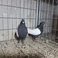 چند کفتر اس