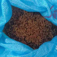 فروش کشمش بدون هسته، سایه خشک ،درشهر فسا