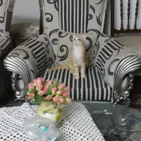گربه گمشده