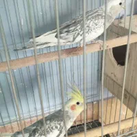 جفت عروس  هلندی بالغ