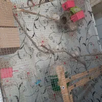 فنج|پرنده|کارون, |دیوار