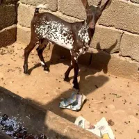 ماده کوچک و بزرگ