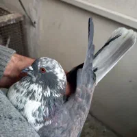 کبوترروبه راه وپرشی