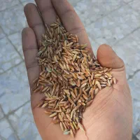 شلتوک بذری فروش