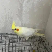 دوعددعروس هلندی