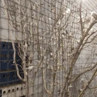 حراج فنچ مولد فروش عمده بالای 20عددفقط