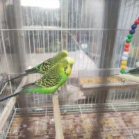 سه عدد مرغ عشق انگلیسی صحیح وسالم|پرنده|زاهدان, |دیوار