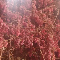 زرشک|خوردنی و آشامیدنی|سده (خراسان جنوبی), |دیوار