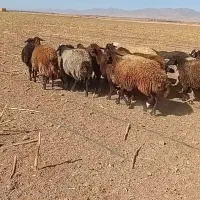 میش و شیشک درجه یک|حیوانات مزرعه|فامنین, |دیوار