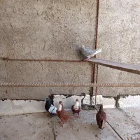 تعدادی کبوتر