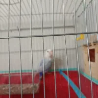 پرنده کوتوله برزیلی|پرنده|زرقان, |دیوار