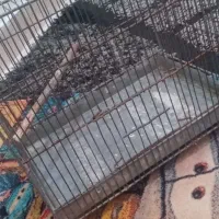 قفس سهره|لوازم جانبی حیوانات|قرچک, میرزائی جنوبی|دیوار