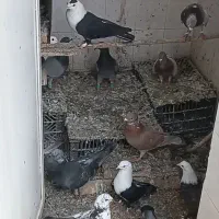 کبوتر هوای و جوجه کشی