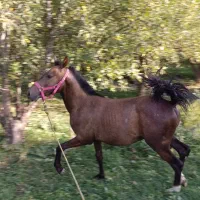 کره نریان یک ساله