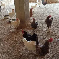 مرغ محلی تخم گذار