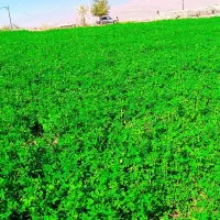 یونجه