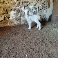 میش جوان داشتی|حیوانات مزرعه|چیتاب, |دیوار