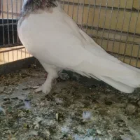 طوقی نر هفت رنگ|پرنده|کاشان, معلم|دیوار