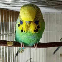 مرغ عشق انگلیسی گرید A