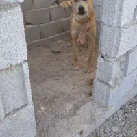 سگ های. نگهبان. واگذاری دهن پاک. به شرط|سگ|جوادآباد, |دیوار