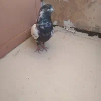 کبوتر ب دردبخور|پرنده|محلات, |دیوار