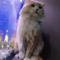 اکواریوم