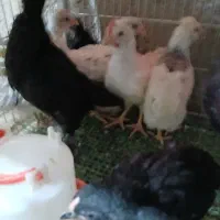 جوجه گلین تک تاج یکماهه واکسینه ۱۵ روزه چهل تاج|حیوانات مزرعه|خمینی‌شهر, |دیوار