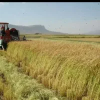 باسلام فروش ۲۵۰کیلو برنج کامفیروزی درجه یک|خوردنی و آشامیدنی|کامفیروز, |دیوار