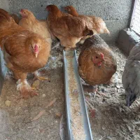 مرغ و خروس برهما