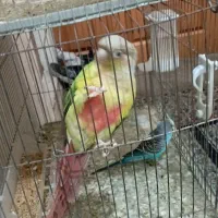 واگذاری پرنده طوطی گرنچیک و کوتوله و عروس هلندی